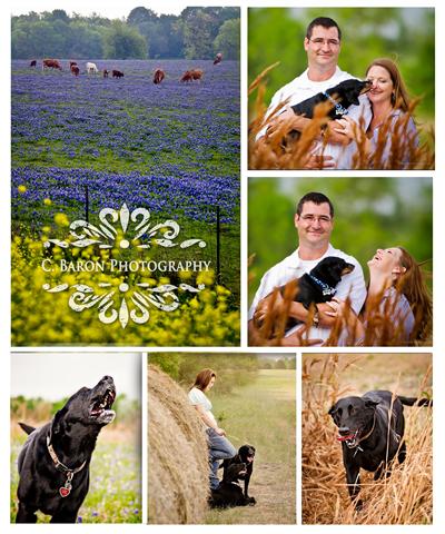 Pet Portraits, Dogs in Bluebonnets, Southeast Texas Pet Photographer, Dog Photos