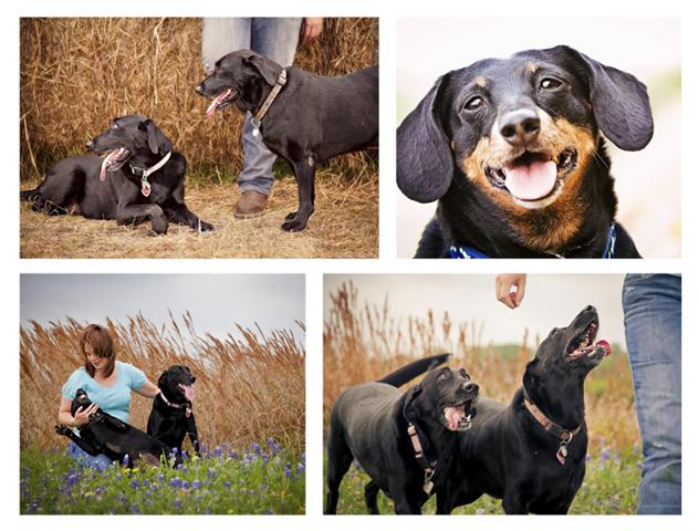 Pet Portraits, Dogs in Bluebonnets, Southeast Texas Pet Photographer, Dog Photos