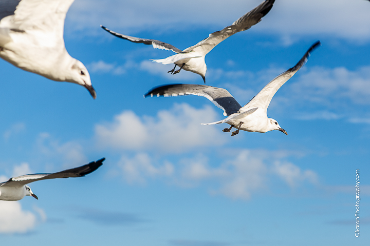 C. Baron Photography, Galveston Engagement Photographer, Galveston Wedding Photographer, beach, sand, seashells, seagulls, waves