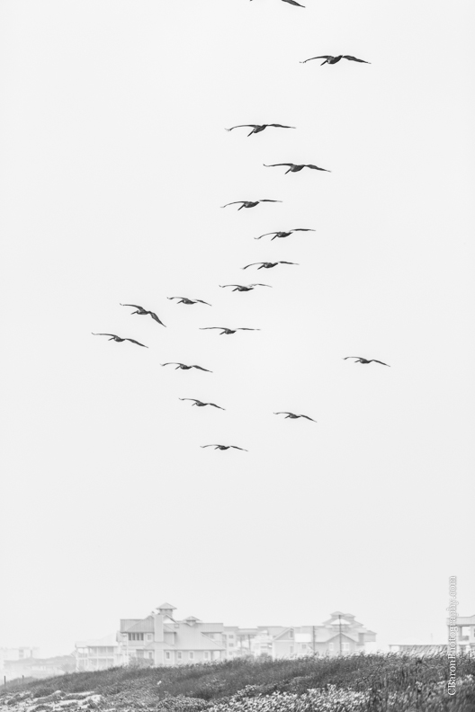 C. Baron Photography, Galveston Engagment Photographer, Houston Engagement Photographer, Galveston Texas, beach, sand, waves, seagulls, sand dune, garden, rainy