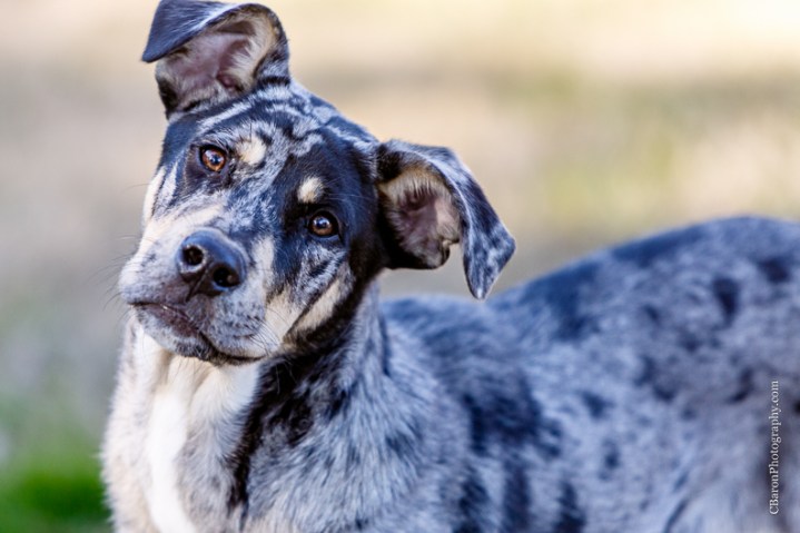 C. Baron Photography, Houston Engagement Photographer, Angleton Engagement Photographer, Out Under the Trees, horses, cows, pony, catahoula, dog, cowboy boots, wagon wheel, rustic, country chic