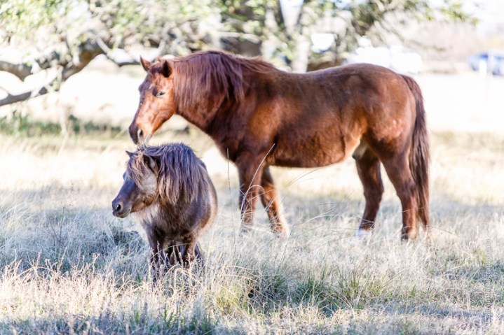 C. Baron Photography, Houston Engagement Photographer, Angleton Engagement Photographer, Out Under the Trees, horses, cows, pony, catahoula, dog, cowboy boots, wagon wheel, rustic, country chic