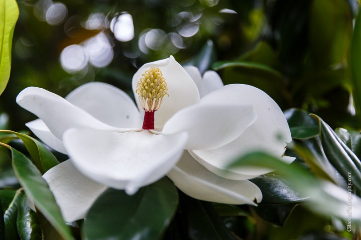 C. Baron Photography, backyard, Beaumont Wedding Photographer, Calder Place, candleabra, candles, elegant, historic neighborhood, Houston Wedding Photographer, lace, magnolia, oak tree, paper lanterns, pink, southern, spring, Texas