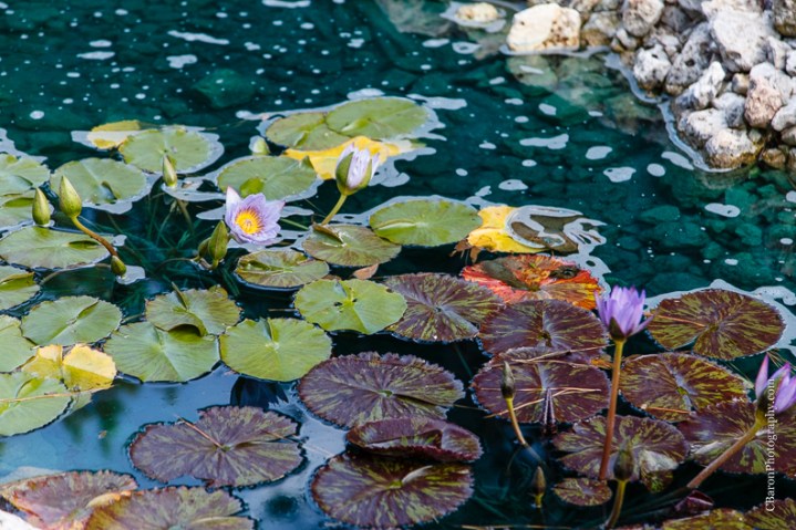 C. Baron Photography, Houston Wedding Photographer, Crystal Springs, Magnolia Texas, Magnolia Wedding Photographer, outdoor wedding, purple, red, Oleg Cassini, illusion neckline, tea length, tatoo, brooch bouquet, birdcage veil, rockabilly, edgy, sunset
