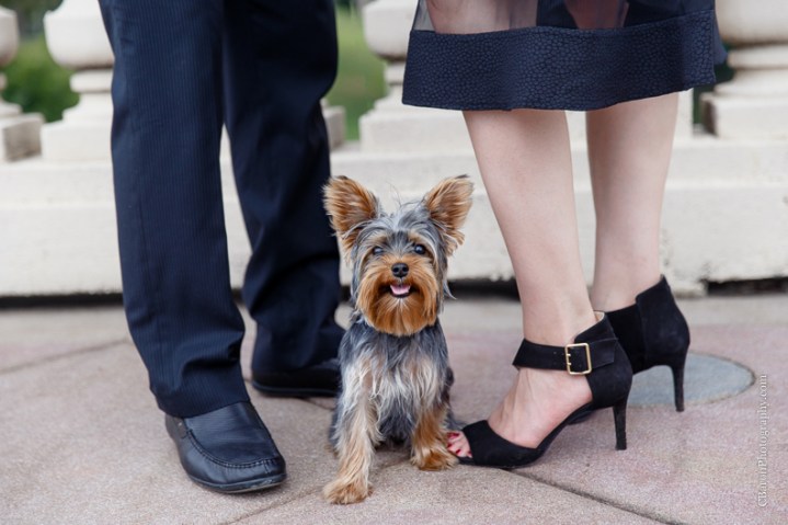 C. Baron Photography, Houston Engagement Photographer, downtown, skyline, Buffalo Bayou, dog, puppy, yorkshire terrier, yorkie, Fall, November, couple