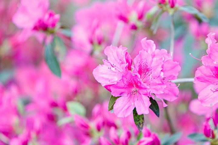 C. Baron Photography, Houston Engagement Photographer, Waller Engagement Photographer, Aggies, country, dog, stone, Texas, Texas A&M, azaleas, dock, spring, flower leash