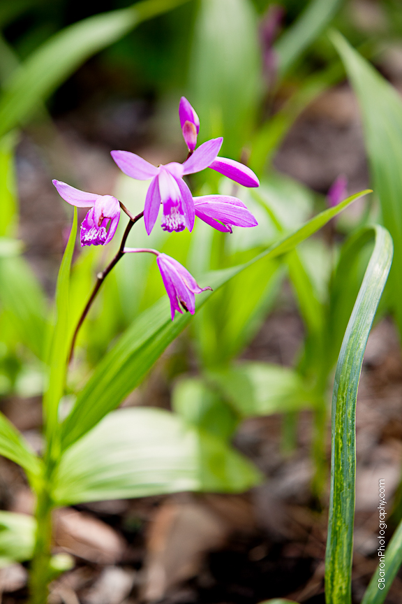 C. Baron Photography, Houston Wedding Photographer, bridals, Mercer, Spring, Texas, fitted, formals, mermaid, one strap, purple, ruffles