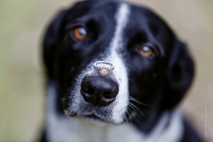 C. Baron Photography, Houston Engagement Photographer, park, boarder collie, dog, US Marine Corp, US Marines, utility uniform, fatigues, cap, trees, winter, ID tag