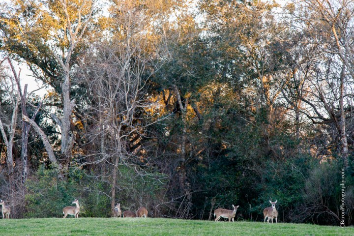 C. Baron Photography, Houston Wedding Photographer, Brazos Bend State Park, Engagement, Texas, Needville, Richmond, tattoos, trees, Live Oaks, lake, spanish moss, nature, sunset