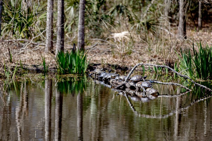 C. Baron Photography, Galveston Engagement Photographer, Houston Engagement Photographer, Clear Lake, afternoon, Armand Bayou Nature Center, nature, sunny, trees, pier, lake, turtles, couple
