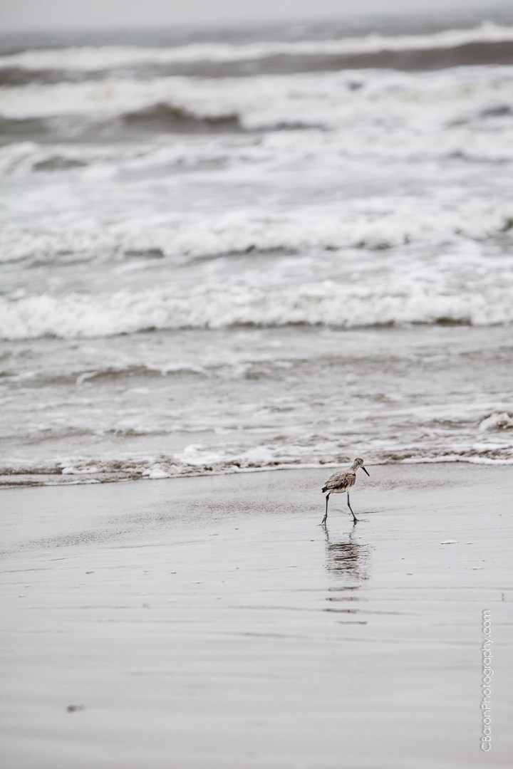 Galveston Wedding Photographer, elopement, Tremont House, Hotel Galvez and Spa, beach, waves, sand, pink, gold, shabby chic, seashells, groom, bride, Floral Events, seagulls. old doors, Style Me Pretty, C. Baron Photography, couple, Houston Wedding Photographer, ombre cake, Texas, high low hem, April, elope, Galvez, misty, roses, ranunculus, seawall, strapless, tulle, vintage