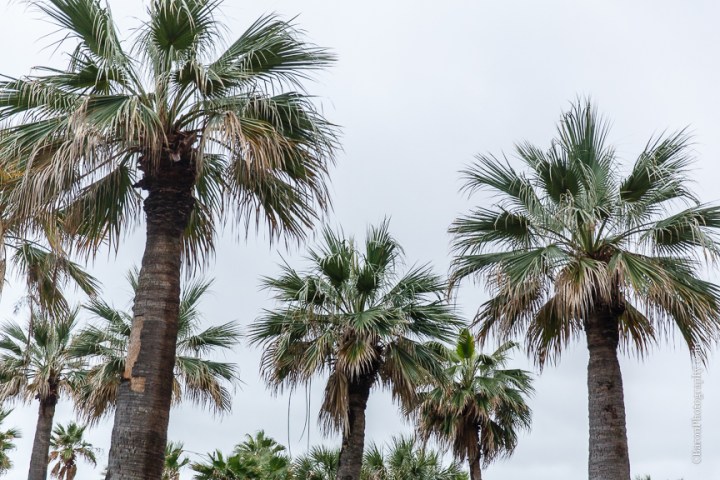 C. Baron Photography, Galveston Wedding Photographer, Hotel Galvez and Spa, blue, Christmas, December, Downtown Blooms, groom, bride, couple, seawall, waves, starfish, veil, umbrella, Pleasure Pier, rain, candy bar, beach