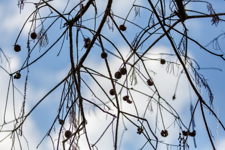 C. Baron Photography, Houston Wedding Photographer, Engagement, Texas, couple, dogs, lake, Lake Conroe, lakehouse, water, Fall, leaves, pier, dachshund