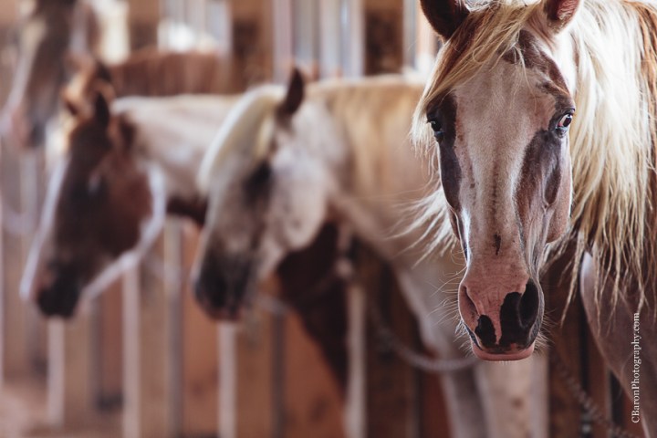 C. Baron Photography, Houston Wedding Photographer, Conroe Wedding Photographer, country, girl scout, horse, red barn, summer, stylish, illusion neckline, shetland pony, Alfred Angelo