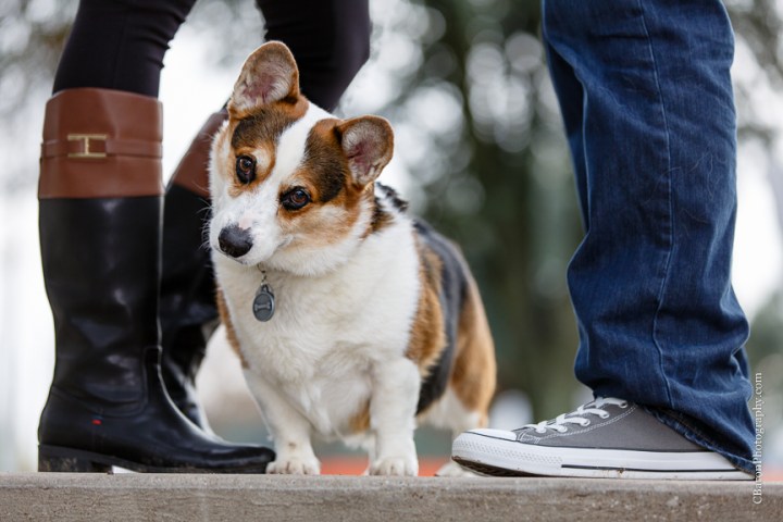 C. Baron Photography, Houston Engagement Photographer, bayou, bridge, cold, corgi, couple, December, dog, downtown, engagement, park, skyline, superhero
