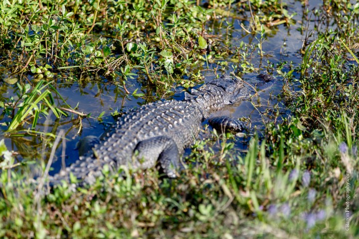 Brazos Bend; Brenham Wedding Photographer; C. Baron Photography; Engagement; Fort Bend County; Houston wedding PHotographer; Live Oak; Nature; Park; Spanish Moss; Spring; couple; 