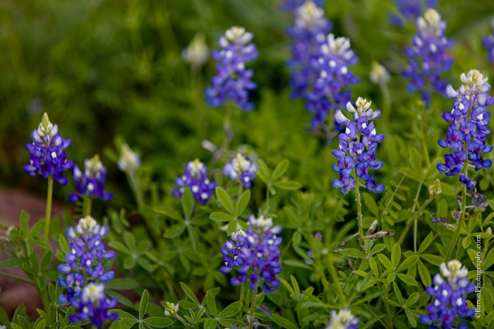 Bog; Bridals; C. Baron Photography; Garden; Houston Wedding Photographer; Outdoor; Spring; Sunset; Swamp; Texas; cypress; formals; lace; nature; 