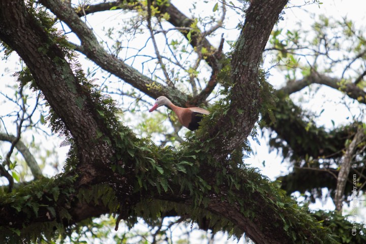 Anniversary Dance; Baby's breath; Blush; C. Baron Photography; Christmas Lights; Couple; FDNY; Fire truck leave; Fireman; Houston Wedding Photographer; Lace; Live Oak; Oak Tree Manor; Outdoor Ceremony; Rain; Reception; Shoe game; Spring; Stiing Quartet; Strapless; Swanky Photobooth; Texas; Wedding; Woodlands Wedding Photographer; bubbles; burlap; pink; roses; rustic; shabby chic;