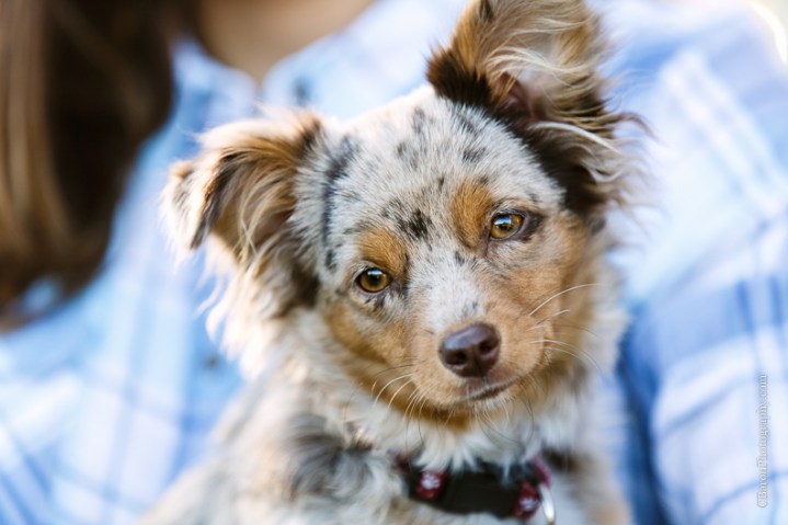 2014; Autumn; C. Baron Photography; Country; Cowboy Boots; Fall; Houston Senior Photographer; Nature; Outdoors; Senior Portraits; Seniors; Texas A&M; dog; puppy;
