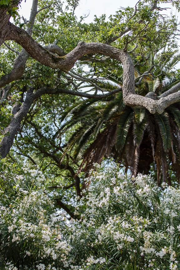 Beaded; C. Baron Photography; Columns; Crystal Chandelier; Galveston; Galveston Historical Foundation; Galveston Wedding Photographer; Historic Home; Houston Wedding Photographer; Impression Bridal; Live Oak; Menard House; Navy; Oleanders; Outdoor; Southern; Victor Harper; Wedding; bridals; champagne; couture; gone with the wind; laser cut lace; platinum; strapless; 