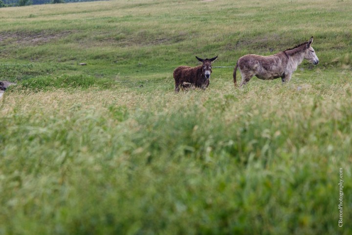 Bed & Breakfast; Brenham Wedding Photographer; C. Baron Photography; Country; Country Chic; Elopement; Gazebo; Homestead; Houston wedding PHotographer; Murski's; Old barn; Rustic; Shabby Chic; Vintage; blush; farm; lace; pink; rain; strapless gown;