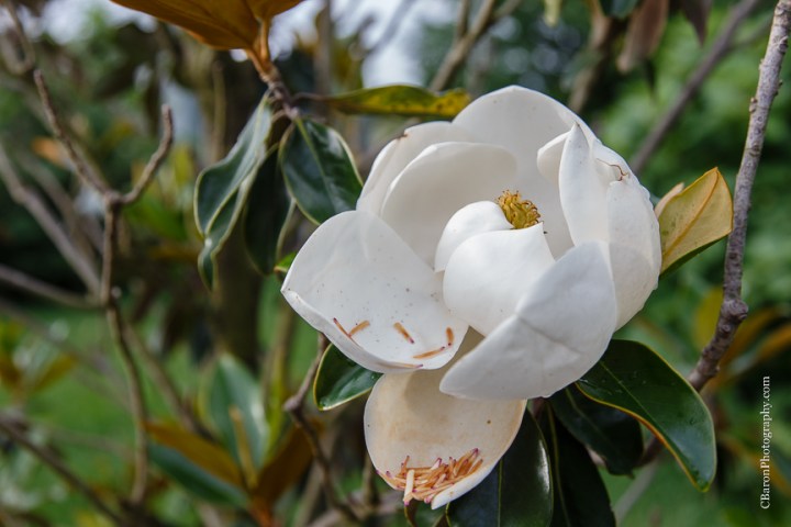 Bed & Breakfast; Brenham Wedding Photographer; C. Baron Photography; Country; Country Chic; Elopement; Gazebo; Homestead; Houston wedding PHotographer; Murski's; Old barn; Rustic; Shabby Chic; Vintage; blush; farm; lace; pink; rain; strapless gown;