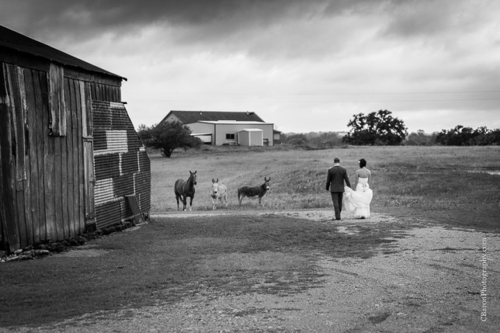 Bed & Breakfast; Brenham Wedding Photographer; C. Baron Photography; Country; Country Chic; Elopement; Gazebo; Homestead; Houston wedding PHotographer; Murski's; Old barn; Rustic; Shabby Chic; Vintage; blush; farm; lace; pink; rain; strapless gown; 
