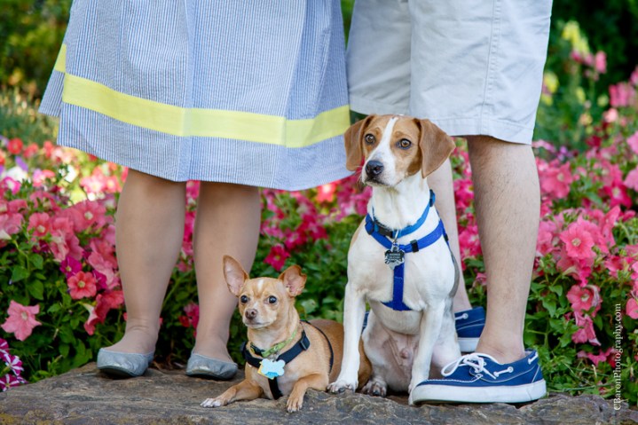 Engagement; Houston Wedding Photographer; Humble; Mercer; c. Baron Photography; couple; dogs; flowers; garden; park; 