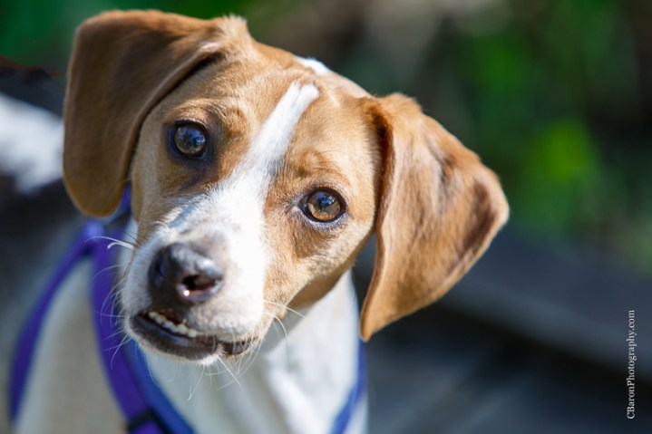 Engagement; Houston Wedding Photographer; Humble; Mercer; c. Baron Photography; couple; dogs; flowers; garden; park; 