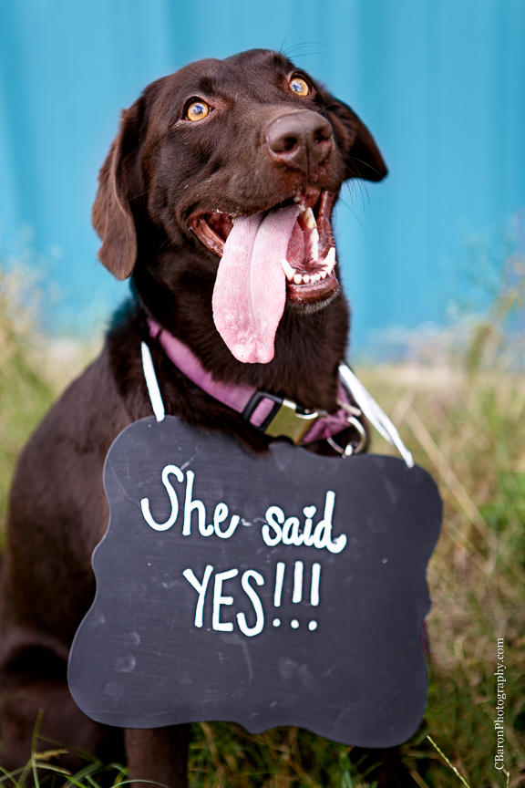 2013; Airport; C. Baron Photography; Houston Wedding Photographer; October; airstrip; chocolate lab; dog; e-session; engagement; monogram; nature; planes; purple; teal; turquoise; 