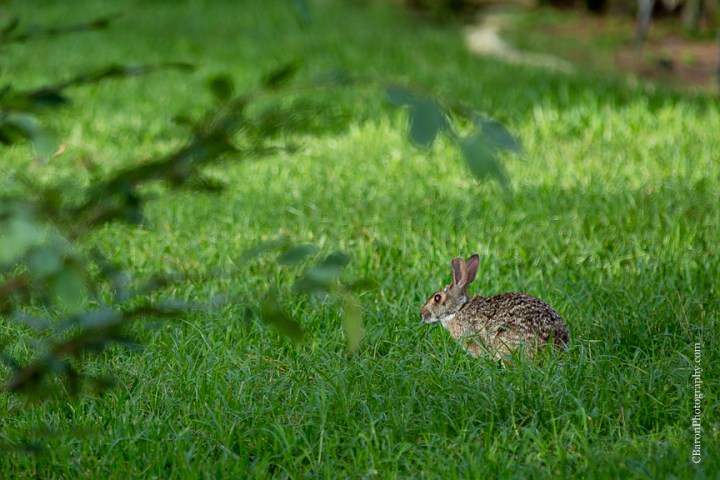 C. Baron PHotography; Houston Engagement Photographer; Woodlands Engagement Photographer; couple; e-session; engagement; nature; park; summer; 