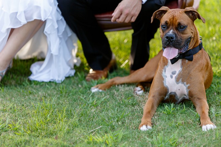 C. Baron PHotography; E-session; Houston Engagement Photographer; Houston Wedding PHotographer; Luxury; Raveneaux Country Club; Spanish moss; Spring; Texas; Woodlands Engagement Photographer; Woodlands Wedding Photographer; boxer; couple; creek; dog; elegant; formal; furniture; golf course; gown; settee; sunset; trees; tuxedo; vignette; 