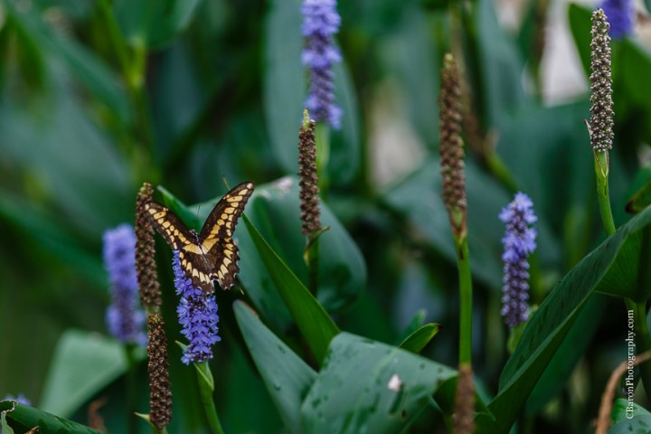 Border Collie; Bride; C. Baron Photography; Couple; Crystal Springs; Dress Blues; Groom; Houston Wedding Photographer; Indoor ceremony; Keyhole back; Marines; Northall; Pink; Raining; Shabby Chic; Spring Wedding Photographer; Swanky Photobooth; USMC; Vintage; Woodlands Wedding Photographer; aqua; bubbles; burlap; lace; pennants; shoe game; summer; 