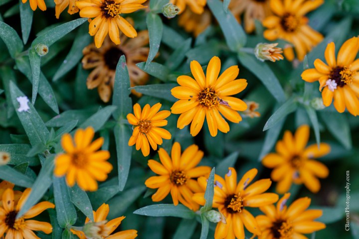 C. Baron Photography; Houston Engagement Photographer; Nature; Outdoor; Park; Spring engagement Photographer; Summer; Texas; Woodlands Engagement Photographer; 