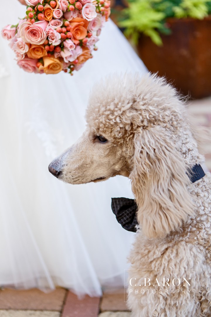 2013; Bridals; C. Baron Photography; Houston; Houston Wedding Photographer; October; Spring; Standard Poodle; Sweet; Texas; Tomball; Treat! Cupcakes; Vintage Park; florals;