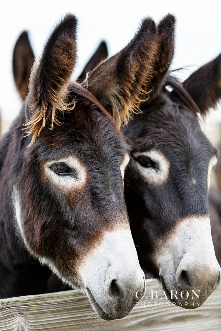 '32 Ford, Brenham Engagement Photographer, C. Baron Photography, camo, Country, Couple, cowboy hat, donkeys, Engagement session, farm, Fence, Grass, hills, Houston Engagement Photographer, John Deere Tractor, Old Oaks, sunset, Texas