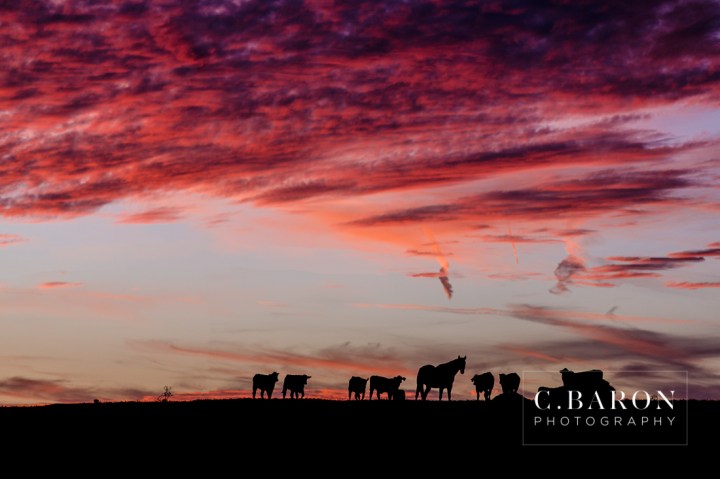 '32 Ford, Brenham Engagement Photographer, C. Baron Photography, camo, Country, Couple, cowboy hat, donkeys, Engagement session, farm, Fence, Grass, hills, Houston Engagement Photographer, John Deere Tractor, Old Oaks, sunset, Texas