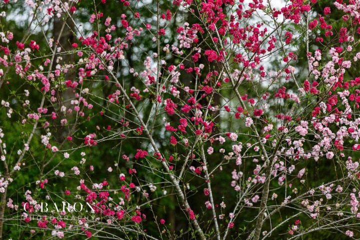 Bluebonnets; Bridals; C. Baron Photography; Coral; Flats; Houston wedding Photographer; Orange; Park; Silk; Spring; flowers; strapless gown;