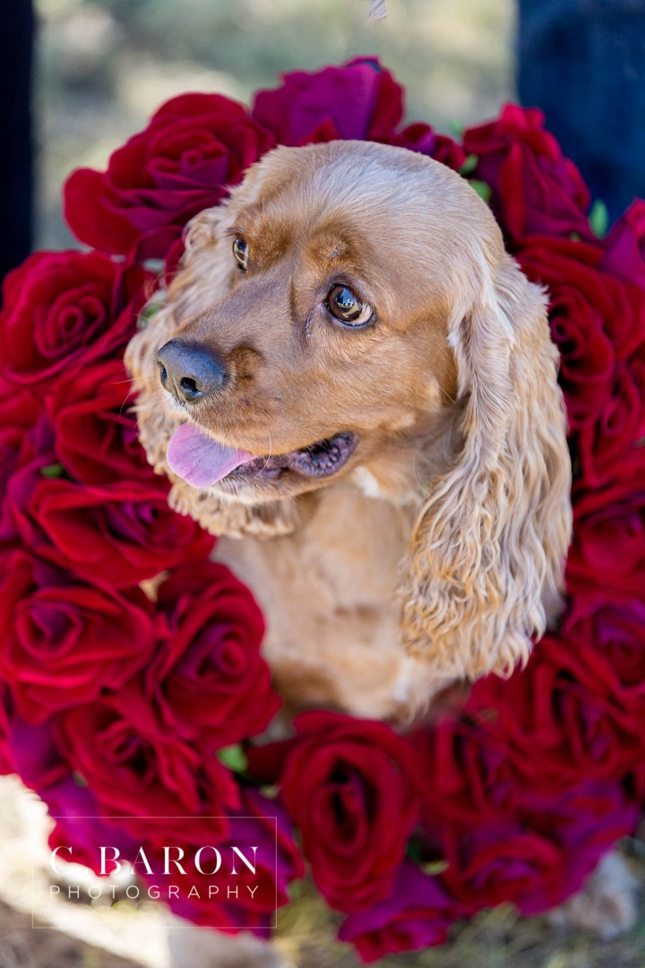Barn; C. Baron Photography; Cocker Spaniel; Dog; E-session; Engagement; Houston Engagement Photographer; Maroon; Red; Rustic; Texas; afternoon; crimson; farm; goats; holiday; houston; trees; winter;