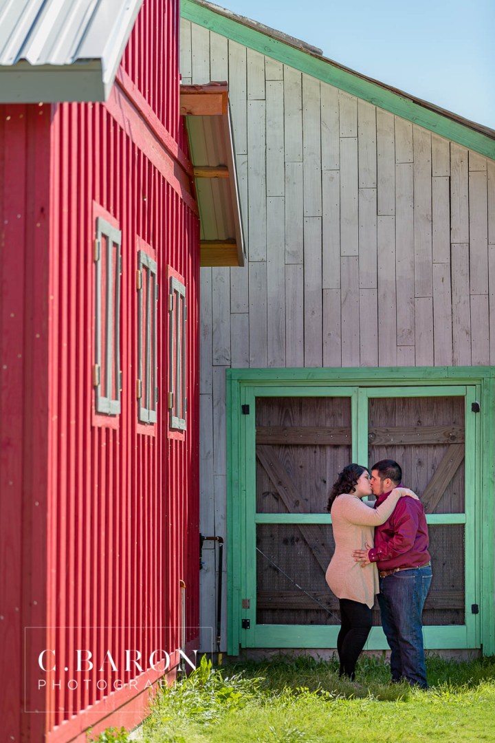 Barn; C. Baron Photography; Cocker Spaniel; Dog; E-session; Engagement; Houston Engagement Photographer; Maroon; Red; Rustic; Texas; afternoon; crimson; farm; goats; holiday; houston; trees; winter;