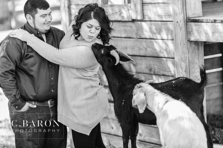 Barn; C. Baron Photography; Cocker Spaniel; Dog; E-session; Engagement; Houston Engagement Photographer; Maroon; Red; Rustic; Texas; afternoon; crimson; farm; goats; holiday; houston; trees; winter;
