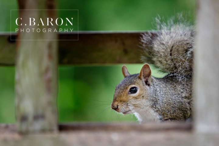 C. Baron Photography; E-session; Engagement session; Houston Engagement Photographer; Houston wedding Photographer; Nature; Park; Suit; Texas; Woodlands Engagement Photographer; Woodlands Wedding Photographer; dress; flowers; outdoors;
