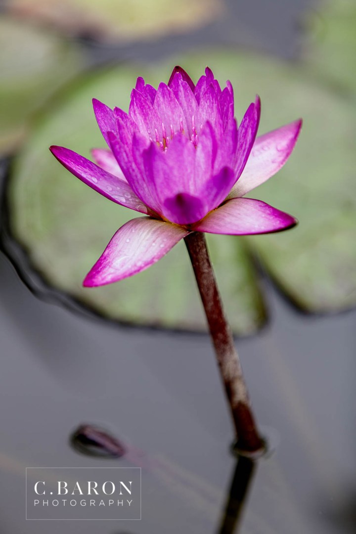 C. Baron Photography; E-session; Engagement session; Houston Engagement Photographer; Houston wedding Photographer; Nature; Park; Suit; Texas; Woodlands Engagement Photographer; Woodlands Wedding Photographer; dress; flowers; outdoors;