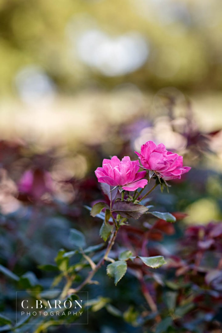 C. Baron Photography; Engagement; Fountain; Hermann Park; Houston Engagement Photographer; Summer; Sunset; bridge; couple; live oak; pond;