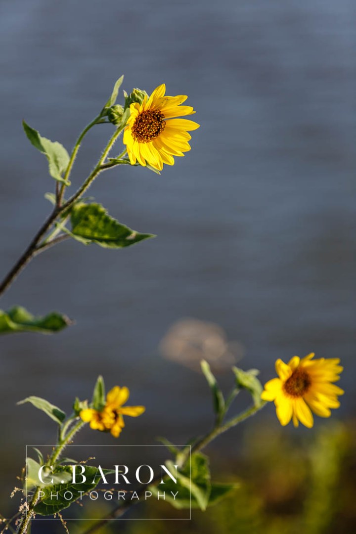 Bassett Hound with flowers; Bridals; C. Baron Photography; Dog; Formals; Fur Baby; Galveston Bridals Photographer; Galveston Wedding Photographer; Gulf Coast Photographer; Houston Bridals; Peach; Southeast Texas; Summer; Sunset; estuary; marsh; orange; tree; water; yellow;