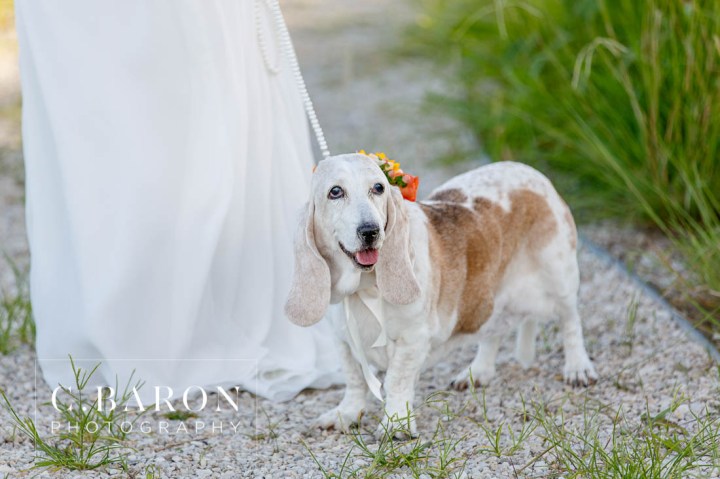 Bassett Hound with flowers; Bridals; C. Baron Photography; Dog; Formals; Fur Baby; Galveston Bridals Photographer; Galveston Wedding Photographer; Gulf Coast Photographer; Houston Bridals; Peach; Southeast Texas; Summer; Sunset; estuary; marsh; orange; tree; water; yellow;