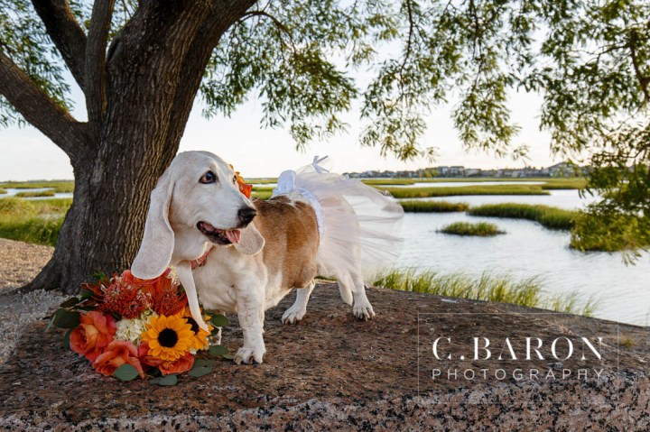 Bassett Hound with flowers; Bridals; C. Baron Photography; Dog; Formals; Fur Baby; Galveston Bridals Photographer; Galveston Wedding Photographer; Gulf Coast Photographer; Houston Bridals; Peach; Southeast Texas; Summer; Sunset; estuary; marsh; orange; tree; water; yellow;