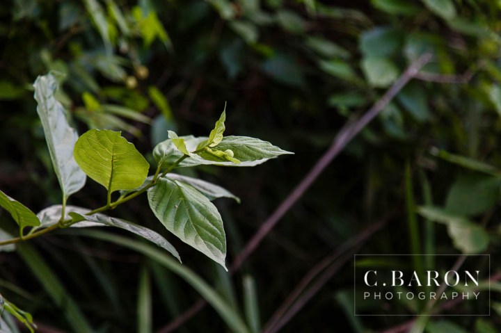Beaumont wedding Photographer; C. Baron Photography; Couple; E Session; Engagement session; Houston wedding Photographer; Nature; Park; Pond;