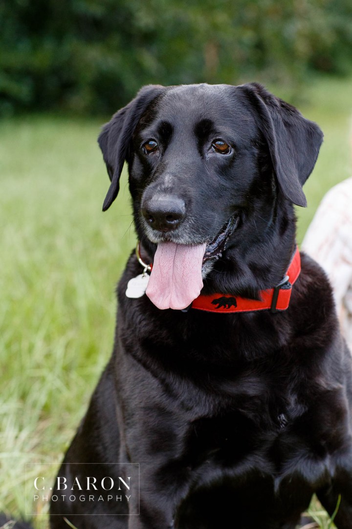 C. Baron Photography; Family Portraits; Houston Family Photographer; Pets; Texas; baby; dogs; field;