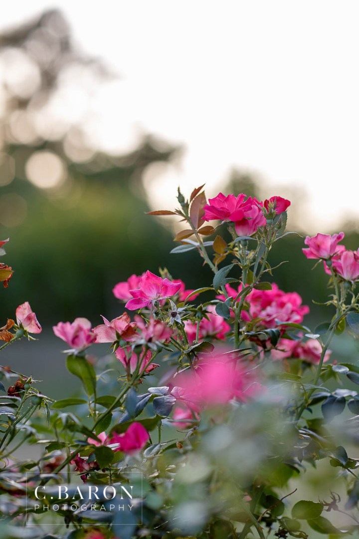 Bridals; C. Baron Photography; Formals; Houston Bridals Photographer; Houston wedding Photographer; Montgomery County; Olde Dobbin Station; Scalloped train; Silk Gown; Strapless; Texas; Woodlands Photographer; ornate doors; outdoors; summer;